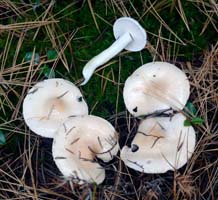 Hygrophorus pudorinus.